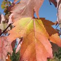 Acer x freemanii feuille automne